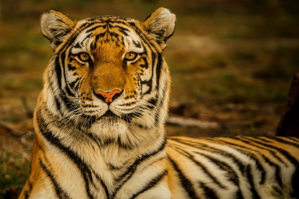 Sanovnik tigar – Šta znači sanjati tigra?