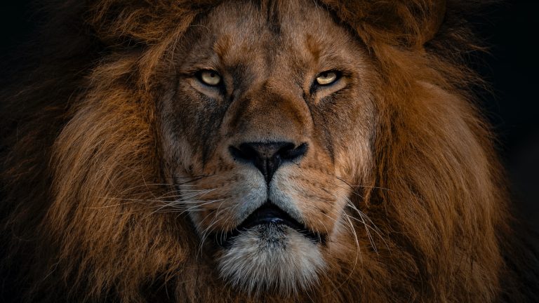 Sanovnik lav – Šta znači sanjati lava?