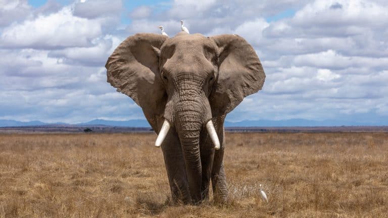 Sanovnik slon – Šta znači sanjati slona?