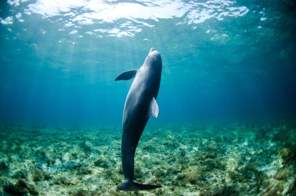 Sanovnik delfin – Šta znači sanjati delfina? sanjati delfina