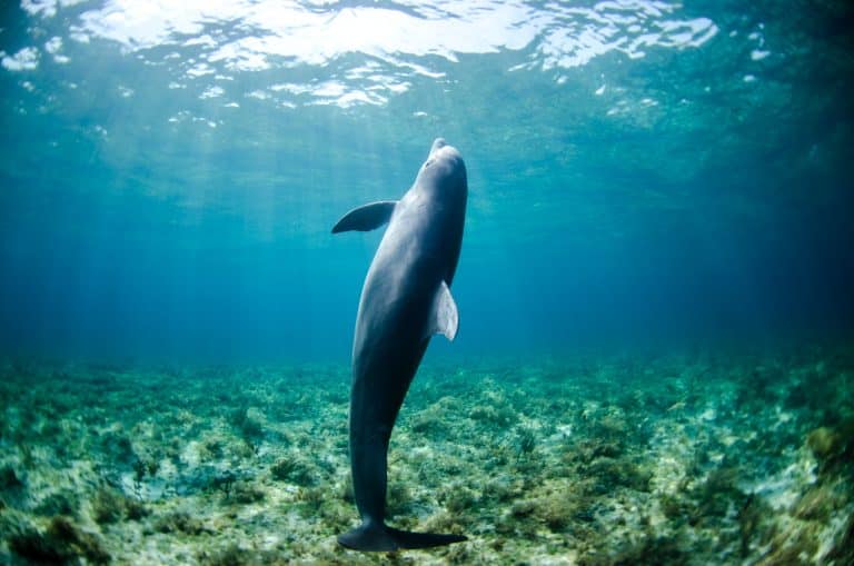 Sanovnik delfin – Šta znači sanjati delfina?