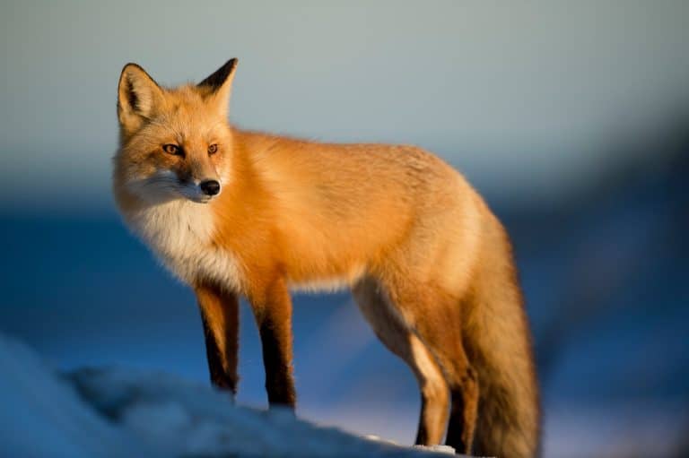 Sanovnik lisica – Šta znači sanjati lisicu?